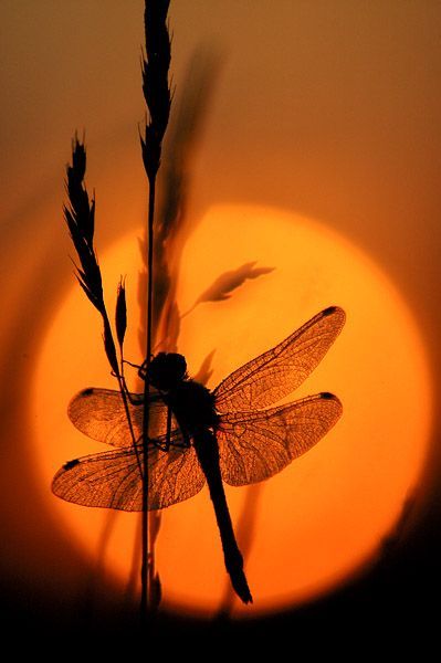 Biblical Meaning of Moth in a Dream - Spiritual Interpretation